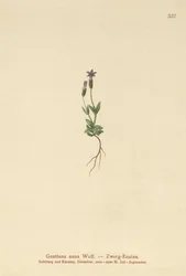 Genciana Anã (Gentiana nana, Gentianella nana)