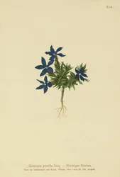 Genciana anã (Gentiana pumila)