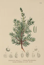Juniper anão (Juniperus nana, juniperus communis subsp. Nana, Juniperus communis vars sxatilis)