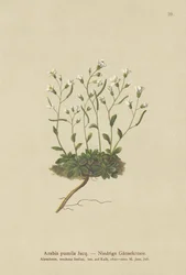 Rockcress anão (Arabis pumila)