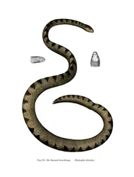 Dwarf Seasnake (cor litho)