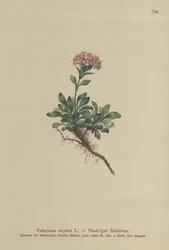 Valeriana anã (Valeriana supina)