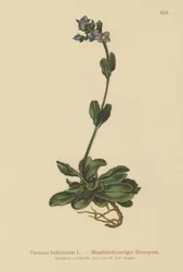 Speedwell azul anão (Veronica bellidioides)