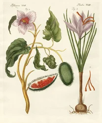 Plantas de tintura
