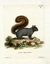 Esquilo Raposa Oriental (gravura colorida)