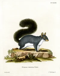 Esquilo Cinzento Oriental (gravura colorida)