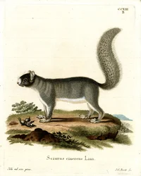 Esquilo Cinzento Oriental (gravura colorida)