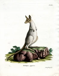 Canguru Cinzento Oriental (gravura colorida)