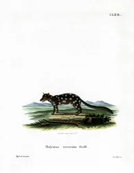 Quoll Oriental (gravação a cores)