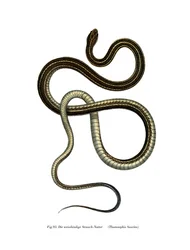 Ribbonsnake oriental