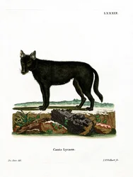 Lobo da Madeira Oriental (gravura colorida)