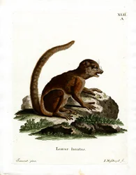 Lemur Lanoso Oriental (gravação a cores)