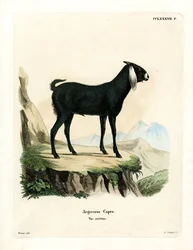 Cabra Egípcia (gravura colorida)