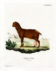 Cabra Egípcia (gravura colorida)