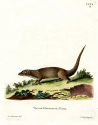 Mangusto Egípcio (gravura colorida)