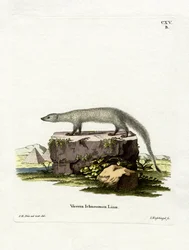Mangusto Egípcio (gravura colorida)