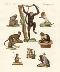 Oito tipos de macacos