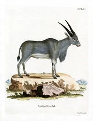 Eland Antelope (gravura colorida)