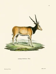 Antílope Eland