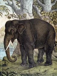 Elefante - em "História Natural dos Mamíferos", ed. Schreiber, Munique