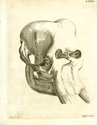 Elephant Skull (gravura colorida)