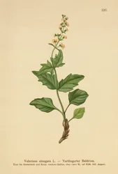 Valeriana alongada (valeriana alongada)