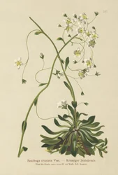 Saxifrage Encrusted (Saxifraga crustata)