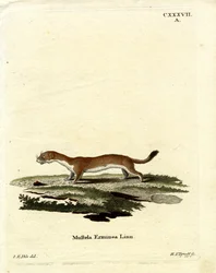 Ermine (gravura colorida)