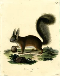 Esquilo Vermelho Eurasiano (gravura colorida)