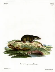 Eurasian Shrew (gravura colorida)