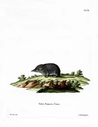 Eurasian Shrew (gravura colorida)