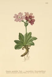 Primrose Alpina Europeia (Primula spectabilis, Auriculastrum primula)