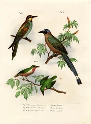 Abelharuco Europeu, 1864