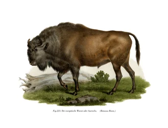 Bisonte Europeu, 1860
