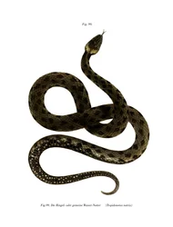 Cobra gramínea europeia (cor litho)
