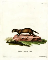 Polecat Europeu (gravura a cores)