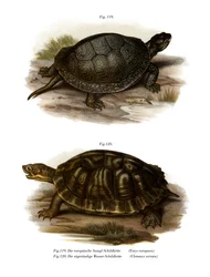 Tartaruga-de-lagoa europeia (cor litho)