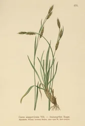 Sedge Evergreen (Carex sempervirens)