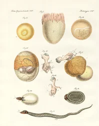 Evolução das galinhas, pombos e cobras a partir dos ovos (gravura colorida)