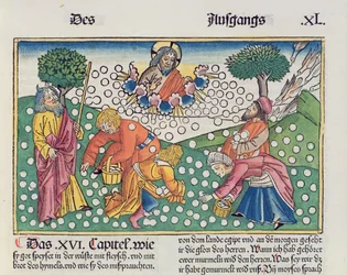 Êxodo 16, 13-22: Deus fornece codornizes e maná aos israelitas, da Bíblia de Nuremberga (Biblia Sacra Germanaica)