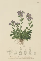 Dedaleira fada (Erinus alpinus)