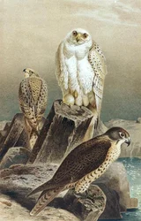 Falcão, prato de "Brehms Tierleben": Allgemeine Kunde des Tierreichs", vol.6, p.215, publicado pelo Bibliographisches Institut