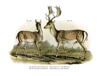 Gamo, 1860