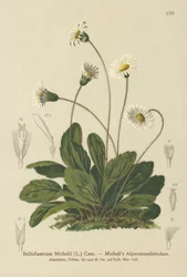 Falso Aster (Bellidiastrum Michellii)