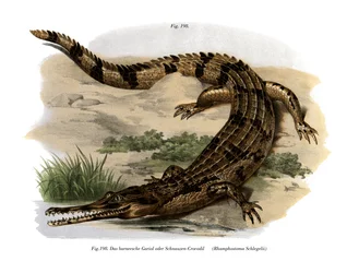 Falso Gharial (cor litho)
