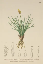 Falcão falso (Kobresia simpliciuscula, Kobresia caricina)
