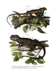 Lagarto de garganta de ventoinha (cor litho)