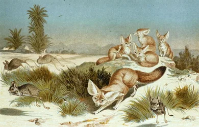 Fennec Fox, prato de "Brehms Tierleben": Allgemeine Kunde des Tierreichs", vol.2, p.202, publicado pelo Bibliographisches Institut