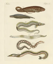 Peixe (gravura colorida)