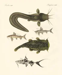 Peixe de bengali